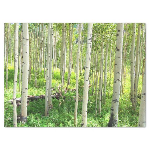 Aspen Trees Tissue Paper