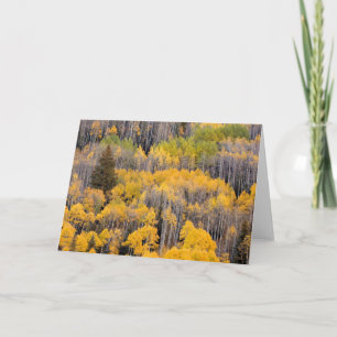 Aspen Trees   White River National Forest Card