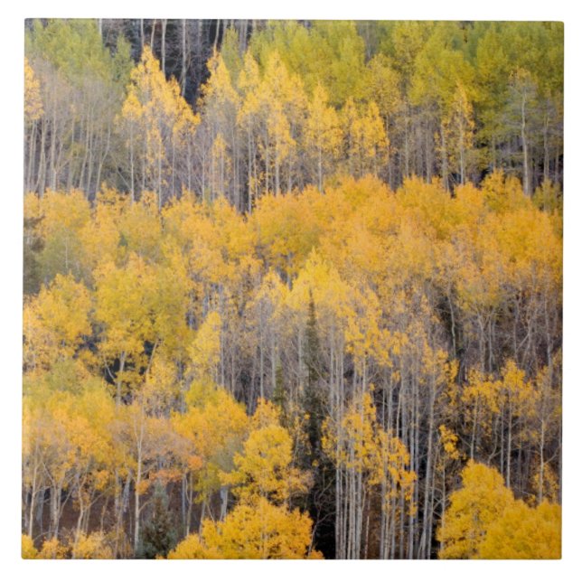 Aspen Trees | White River National Forest Ceramic Tile (Front)