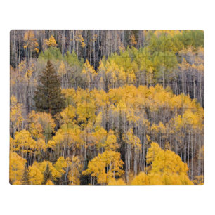 Aspen Trees   White River National Forest Jigsaw Puzzle