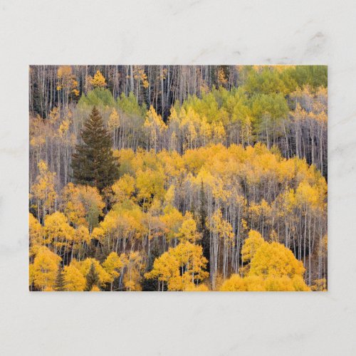 Aspen Trees  White River National Forest Postcard
