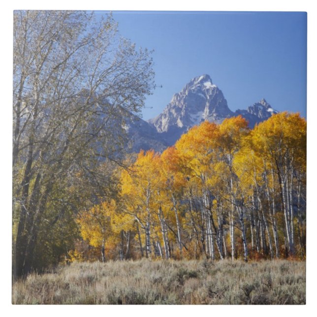 Aspen trees with the Teton mountain range Ceramic Tile (Front)