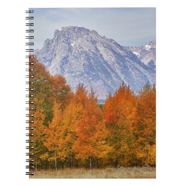 Aspen trees with the Teton mountain range Notebook (Front)