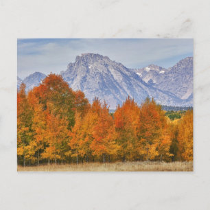 Aspen trees with the Teton mountain range Postcard