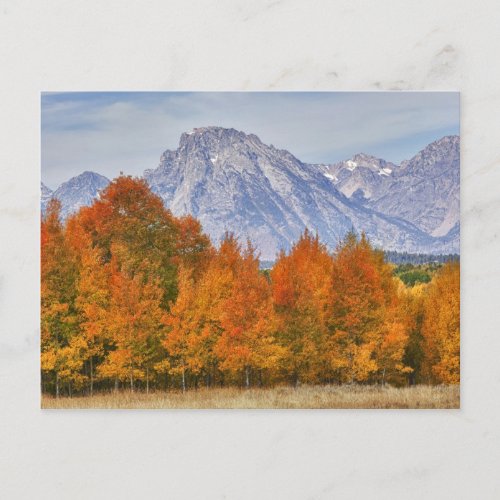 Aspen trees with the Teton mountain range Postcard