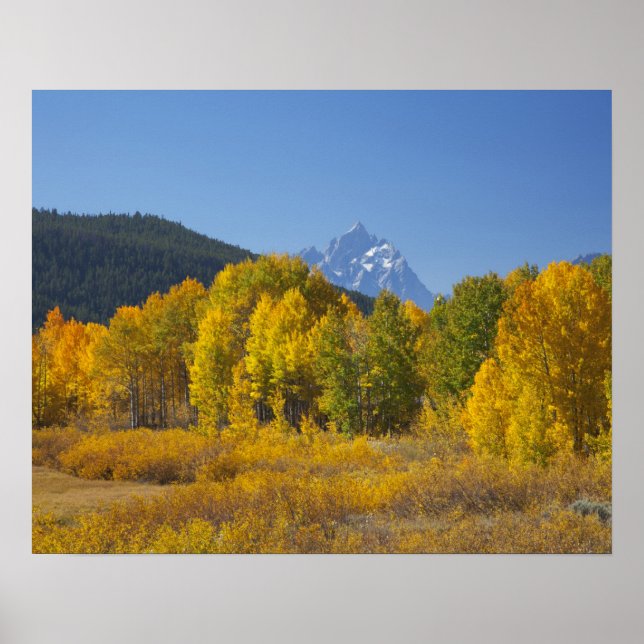 Aspen trees with the Teton mountain range Poster (Front)