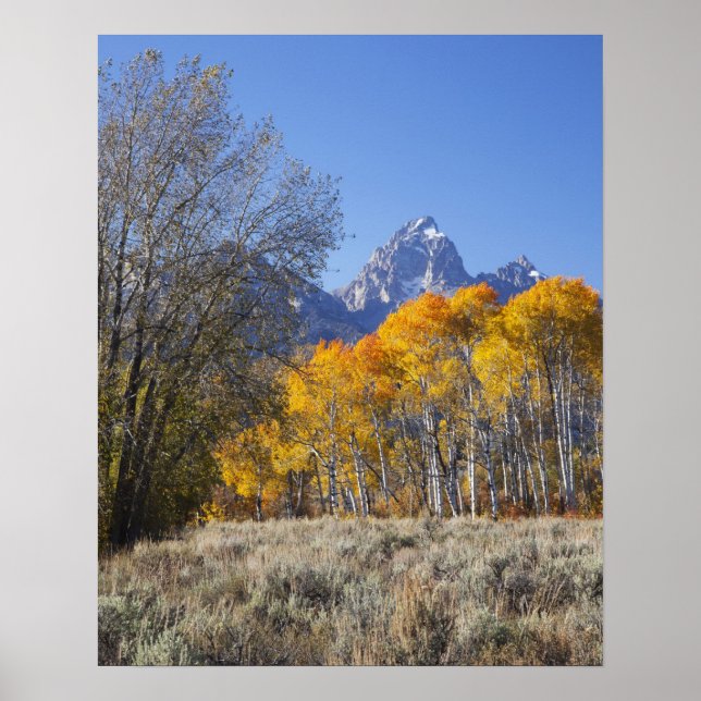 Aspen trees with the Teton mountain range Poster (Front)