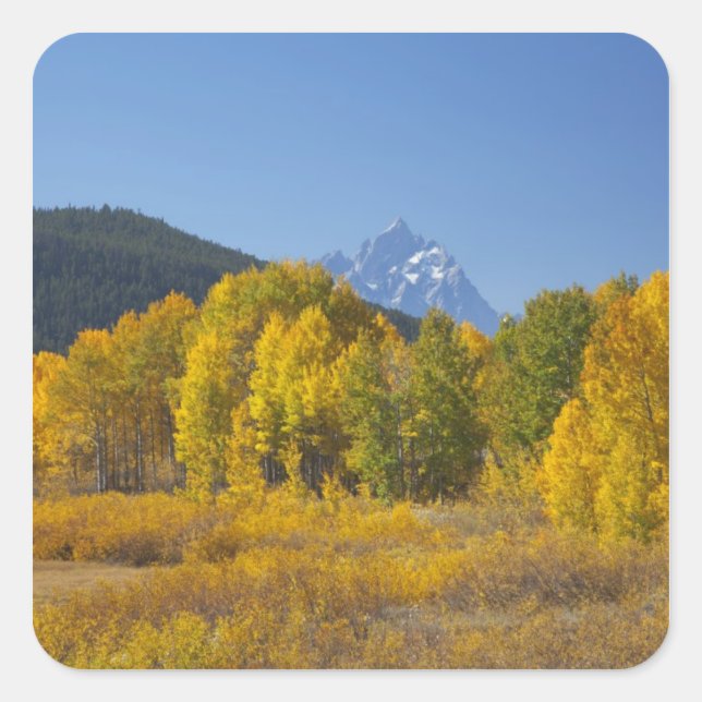 Aspen trees with the Teton mountain range Square Sticker (Front)