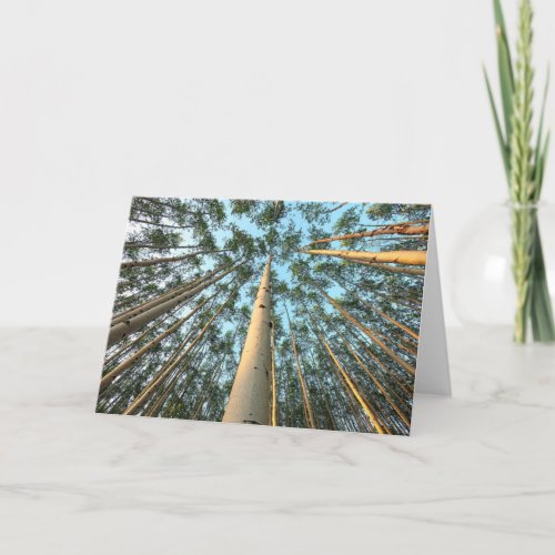 Aspen Trunks And Leaves Yukon Card