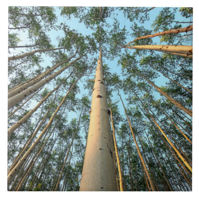 Aspen Trunks And Leaves, Yukon Ceramic Tile (Front)
