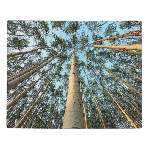 Aspen Trunks And Leaves Yukon Jigsaw Puzzle