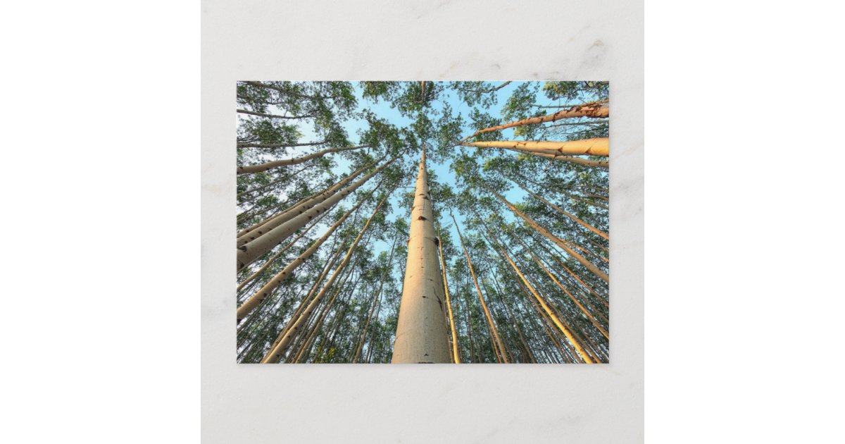Aspen Trunks And Leaves, Yukon Postcard Zazzle