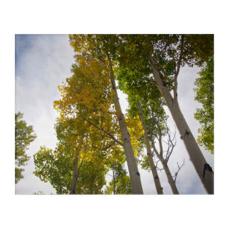 Aspens Acrylic Print