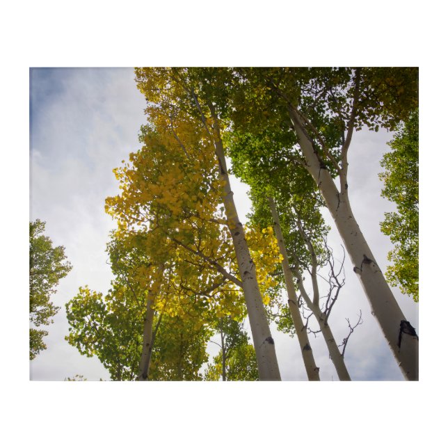 Aspens Acrylic Print (Front)