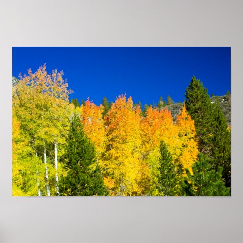 Aspens Aflame Poster