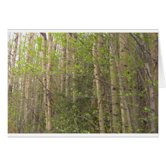 Aspens Cards