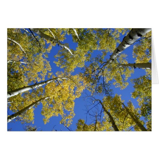 Aspens from Below card (Front Horizontal)