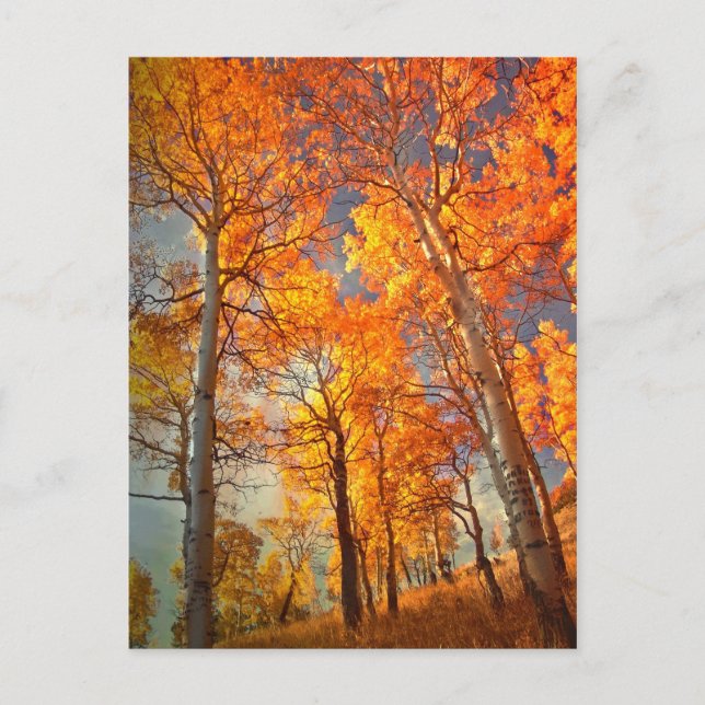 Aspens' Glory Postcard (Front)
