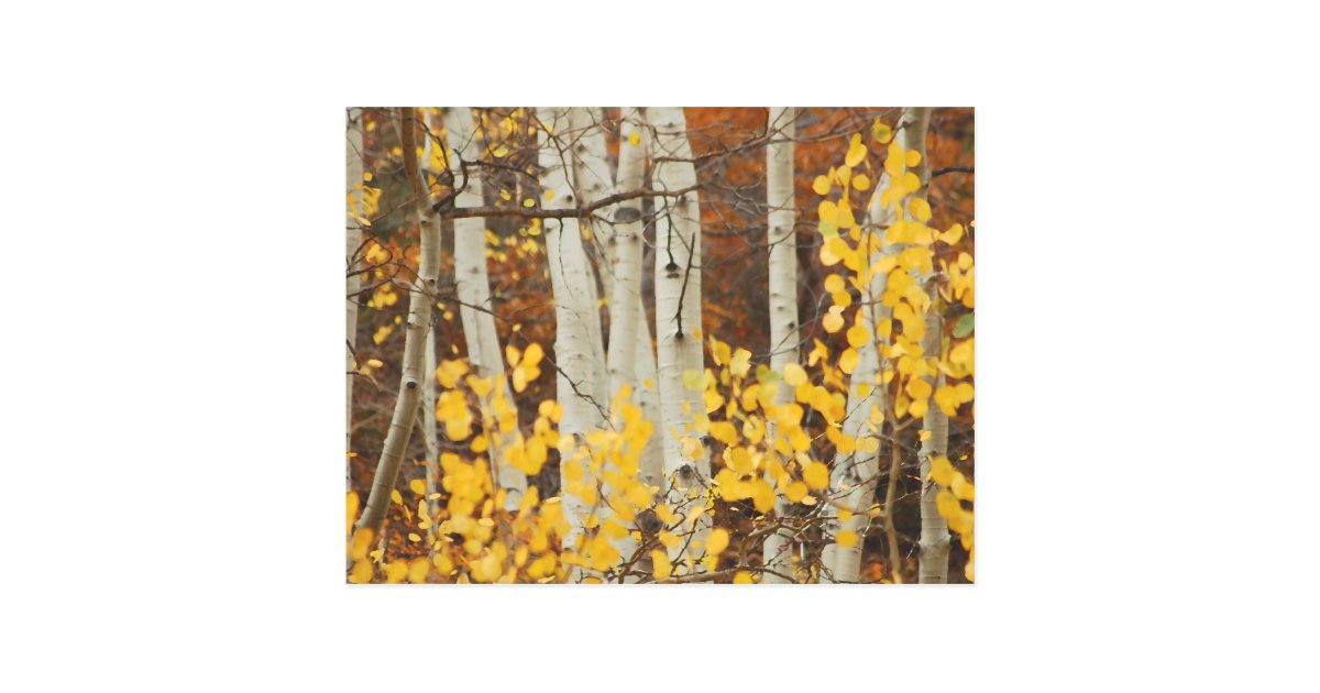 Aspens in Autumn Postcard | Zazzle