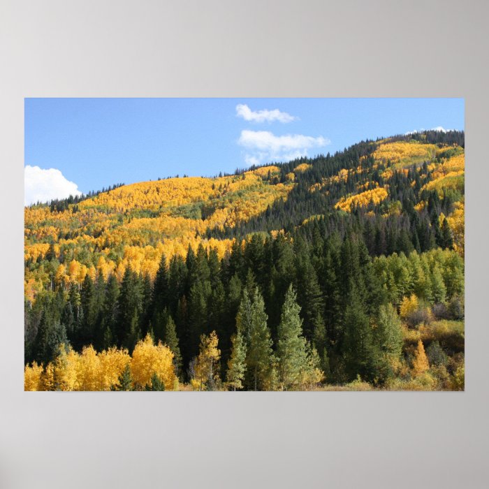 Aspens in Colorado Poster