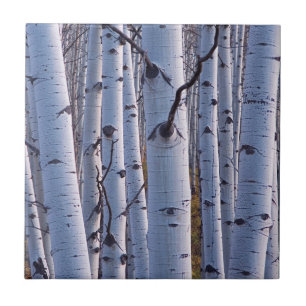 Aspens In Gunnison National Park Ceramic Tile