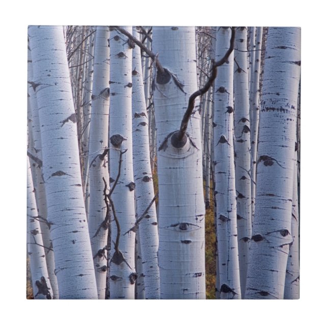 Aspens In Gunnison National Park Ceramic Tile (Front)