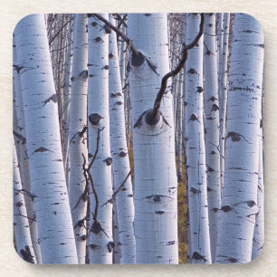 Aspens In Gunnison National Park Coaster
