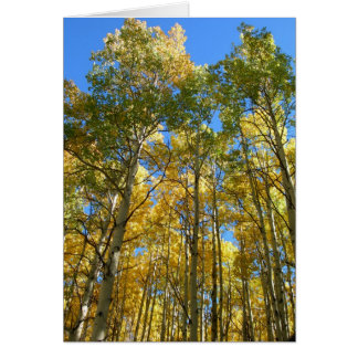 Aspens in the Fall Cards