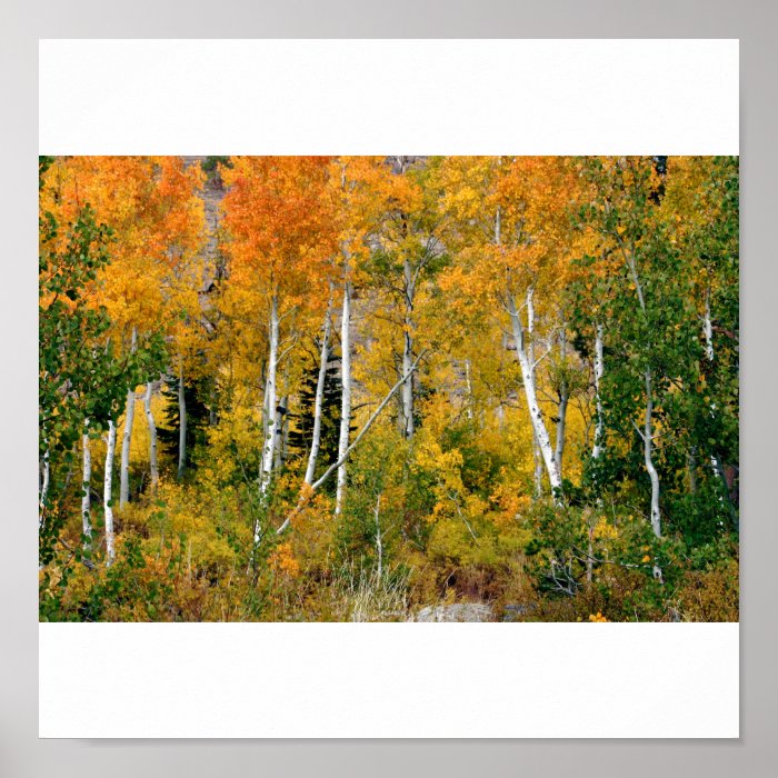 Aspens in the Fall Posters