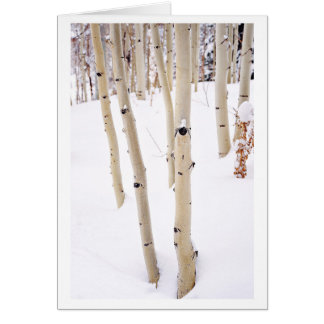Aspens in the Snow, Telluride CO Cards