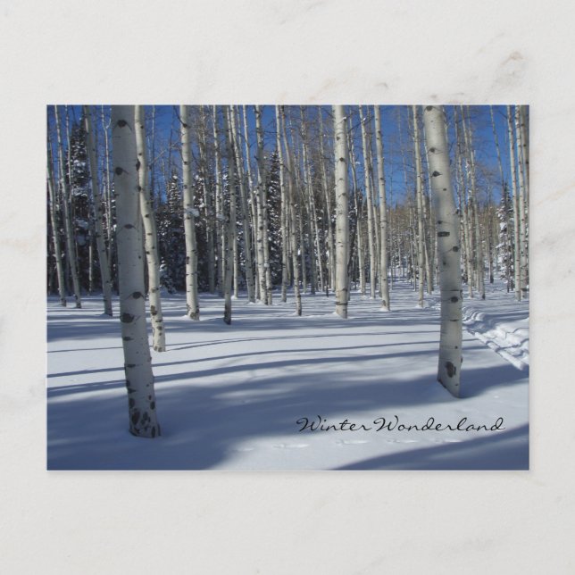 Aspens in Winter postcard (Front)