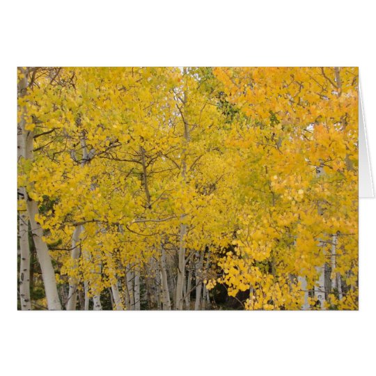 Aspens on the Colorado Trail Card