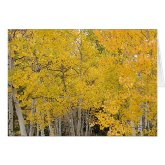 Aspens on the Colorado Trail Cards