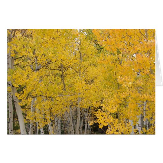 Aspens on the Colorado Trail Cards (Front Horizontal)