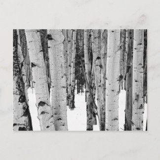 Aspens Postcard