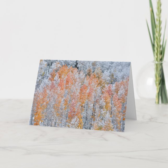 Aspens & Snow | Rocky Mountains, Colorado Card (Front)