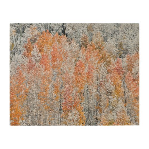 Aspens  Snow  Rocky Mountains Colorado Wood Wall Art