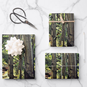 Aspens Tree Woodland  Wrapping Paper Sheets