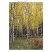 Aspen's yellow glow (Front)