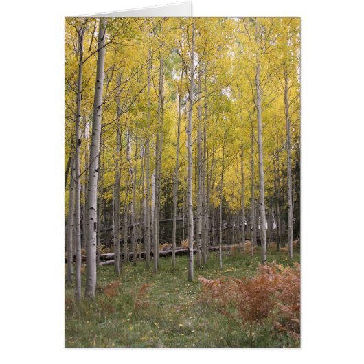 Aspen's yellow glow cards (Front)