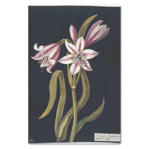 Asphodil Lily by Mary Delany Tissue Paper