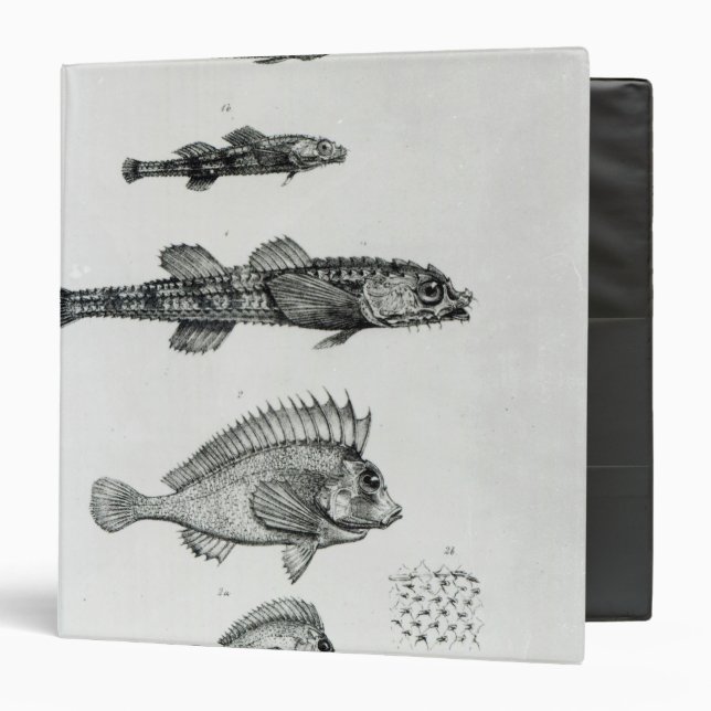 Aspidophorus Chiloensis and Agriopus Hispidus 3 Ring Binder (Front/Inside)