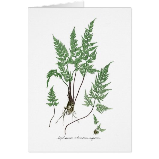 Asplenium adiantum nigrum cards (Front)