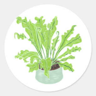 Asplenium Bird's nest fern - drawing on white.   Classic Round Sticker