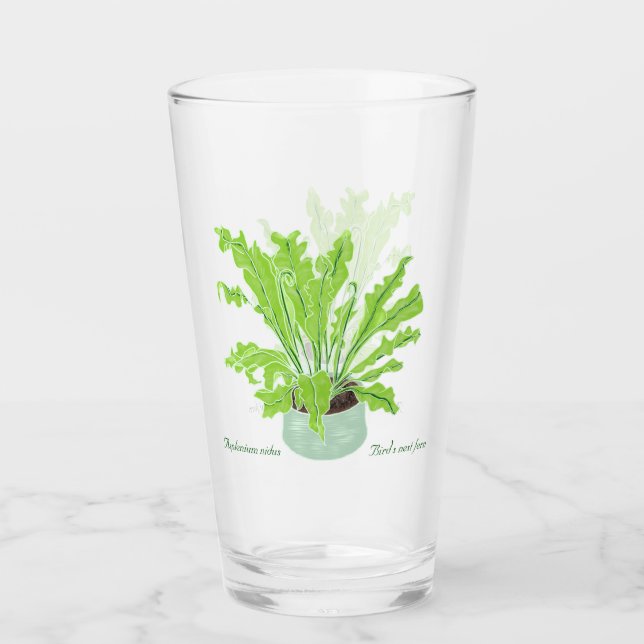 Asplenium Bird's nest fern - drawing on white.   Glass (Front)