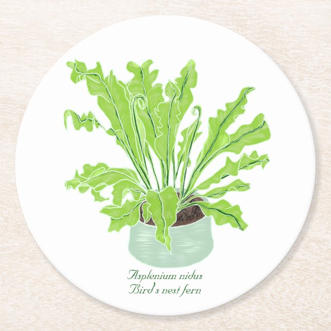 Asplenium Bird's nest fern - drawing on white.  Round Paper Coaster (Front)