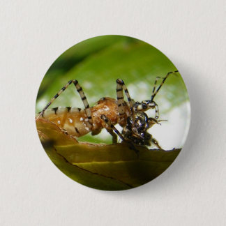 Assassin bug ~ button