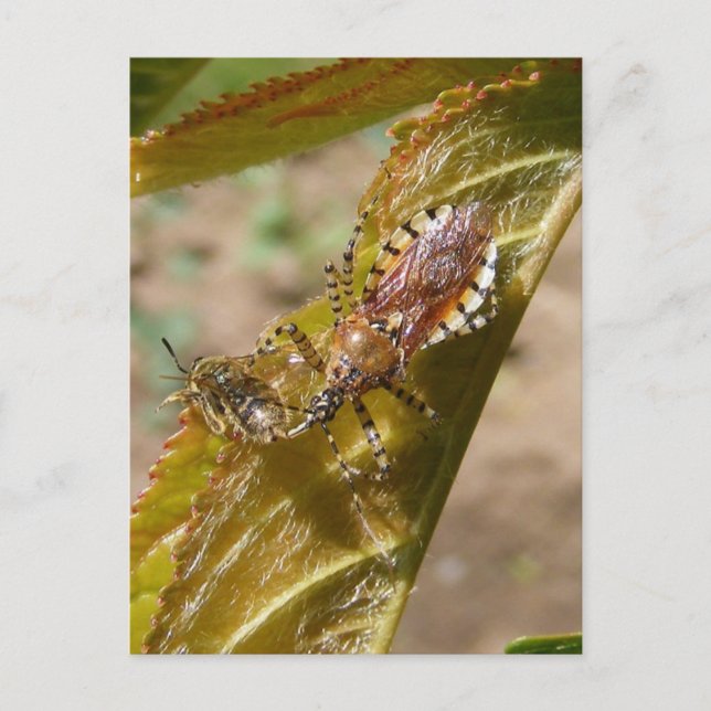 Assassin bug  ~ postcard (Front)