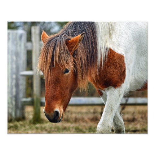 Assasteague Pony Susi Sole Walking the Fenceline Photo Print