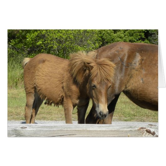 Assateague foal cards (Front Horizontal)